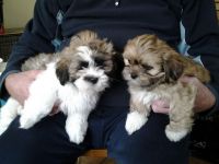 Lhasa Apso Puppies for sale in Carlsbad, CA, USA. price: NA