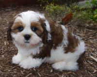 Lhasa Apso Puppies for sale in Boise, ID, USA. price: NA