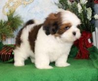 Lhasa Apso Puppies for sale in Bakersfield, CA, USA. price: NA