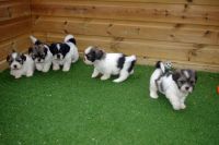 Lhasa Apso Puppies for sale in Concord, CA, USA. price: NA