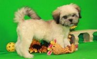 Lhasa Apso Puppies for sale in Chicago, IL, USA. price: NA