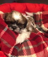Lhasa Apso Puppies for sale in Anchorage, AK, USA. price: NA