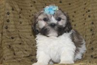 Lhasa Apso Puppies for sale in Denver, CO, USA. price: NA