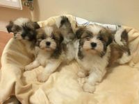 Lhasa Apso Puppies for sale in Montgomery, AL, USA. price: NA