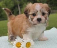 Lhasa Apso Puppies for sale in Alma Center, WI 54611, USA. price: NA