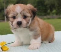 Lhasa Apso Puppies for sale in Alma Center, WI 54611, USA. price: NA