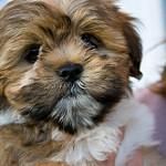 Lhasa Apso Puppies for sale in Auburndale, FL, USA. price: NA
