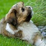 Lhasa Apso Puppies for sale in Auburndale, FL, USA. price: NA