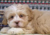 Lhasa Apso Puppies for sale in Fontana, CA, USA. price: NA