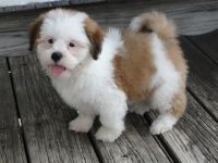 Lhasa Apso Puppies for sale in Rapid City, SD, USA. price: NA