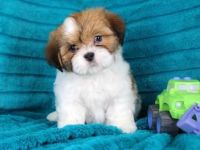 Lhasa Apso Puppies for sale in Los Altos Hills, CA, USA. price: NA