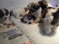 Lhasa Apso Puppies for sale in Orlando, FL, USA. price: NA