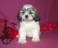 Lhasa Apso Puppies for sale in Los Angeles, CA, USA. price: NA