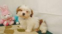 Lhasa Apso Puppies for sale in Houston, TX, USA. price: NA