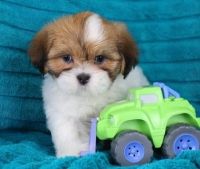 Lhasa Apso Puppies for sale in Baywood-Los Osos, CA 93402, USA. price: NA