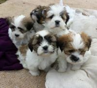 Lhasa Apso Puppies for sale in Oregon City, OR 97045, USA. price: NA