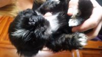 Lhasa Apso Puppies for sale in San Bernardino, CA, USA. price: NA