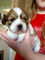 Lhasa Apso Puppies for sale in Lee County, MS, USA. price: NA