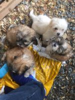 Lhasa Apso Puppies for sale in Bloomfield, CT, USA. price: NA