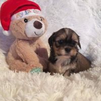 Lhasa Apso Puppies for sale in Nashville, TN, USA. price: NA