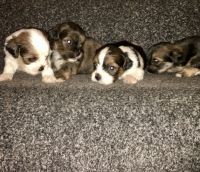 Lhasa Apso Puppies for sale in Hartford, CT, USA. price: NA