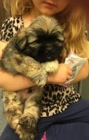 Lhasa Apso Puppies for sale in Providence, RI, USA. price: NA
