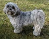 Lhasa Apso Puppies for sale in San Mateo, CA, USA. price: NA
