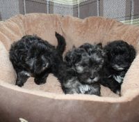 Lhasa Apso Puppies for sale in Oklahoma City, OK, USA. price: NA