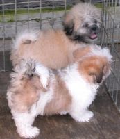 Lhasa Apso Puppies for sale in 58503 Rd 225, North Fork, CA 93643, USA. price: NA