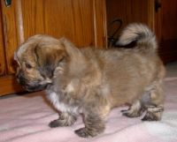 Lhasa Apso Puppies for sale in TX-121, Blue Ridge, TX 75424, USA. price: NA