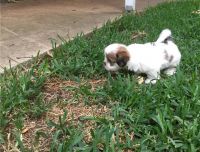 Lhasa Apso Puppies for sale in Bloomfield Ave, Bloomfield, CT 06002, USA. price: NA