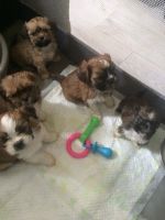 Lhasa Apso Puppies for sale in Paris, TX 75461, USA. price: NA