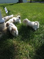 Lhasa Apso Puppies for sale in Bloomfield, CT, USA. price: NA