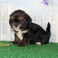 Lhasa Apso Puppies for sale in Seattle, WA, USA. price: NA