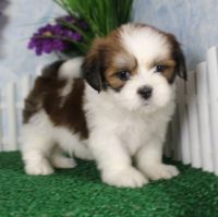 Lhasa Apso Puppies for sale in Pasadena, CA, USA. price: NA