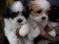 Lhasa Apso Puppies for sale in Birmingham, AL, USA. price: NA
