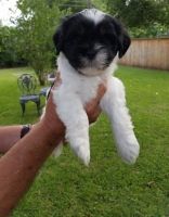 Lhasa Apso Puppies for sale in Dover, DE, USA. price: NA