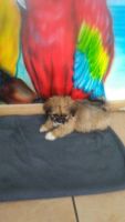 Lhasa Apso Puppies for sale in Kissimmee, FL, USA. price: NA
