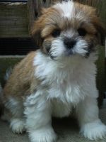 Lhasa Apso Puppies for sale in Brunswick, OH 44212, USA. price: NA