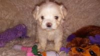 Lhasa Apso Puppies for sale in Gastonia, NC, USA. price: NA