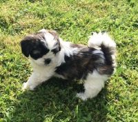 Lhasa Apso Puppies for sale in Little Rock, AR 72211, USA. price: NA