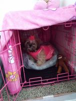 Lhasa Apso Puppies for sale in San Diego, CA, USA. price: NA