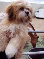 Lhasa Apso Puppies for sale in Ridgeville, SC 29472, USA. price: NA