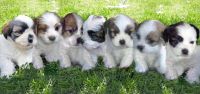 Lhasa Apso Puppies for sale in San Francisco, CA, USA. price: NA
