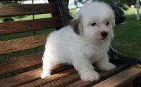Lhasa Apso Puppies for sale in Ellwood City, PA 16117, USA. price: NA