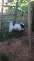 Lhasa Apso Puppies for sale in Huntersville, NC 28078, USA. price: NA