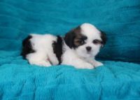 Lhasa Apso Puppies for sale in Adamstown, PA, USA. price: NA