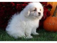 Lhasa Apso Puppies for sale in Santa Rosa, CA, USA. price: NA