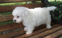 Lhasa Apso Puppies for sale in Orangeburg, SC, USA. price: NA