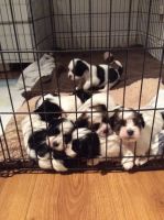 Lhasa Apso Puppies for sale in Indianapolis, IN, USA. price: NA